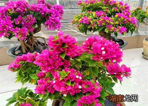 枝条盘绕造型方法 三角梅枝条太长了怎么盘起来好看