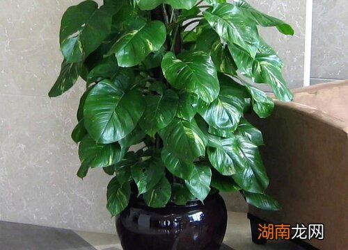 客厅电视柜两边摆放什么植物好养又好看