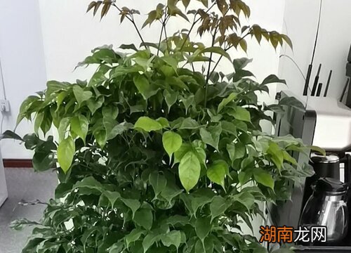 客厅电视柜两边摆放什么植物好养又好看