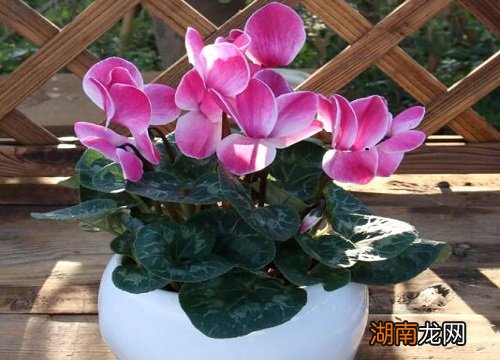 多长时间浇水讲究方法的 仙客来花几天浇一次水比较合适