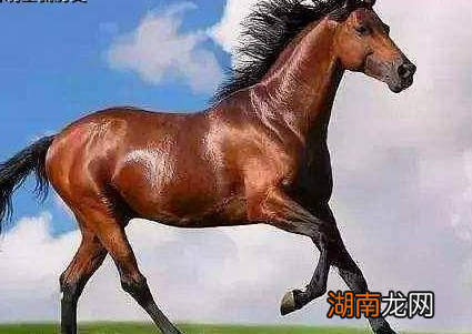 古代骑兵骑的战马很难养吗 战马为何会成为中原王朝的软肋