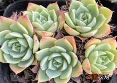 多肉植物黑腐症状及处理方法 多肉黑腐的原因是什么