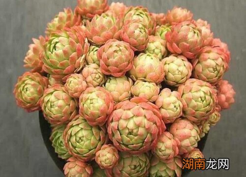 多肉植物黑腐症状及处理方法 多肉黑腐的原因是什么