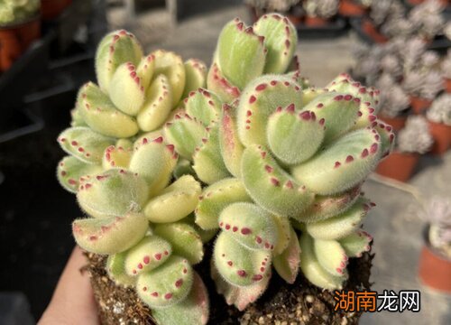 多肉植物黑腐症状及处理方法 多肉黑腐的原因是什么