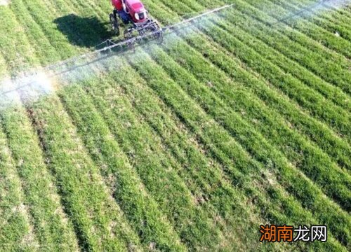 小麦的播种时间和收获时间分别是什么时候