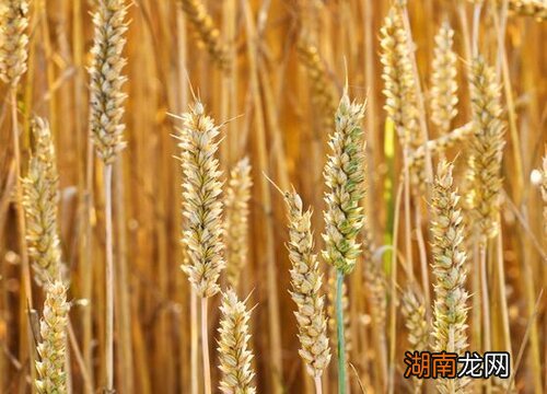 小麦的播种时间和收获时间分别是什么时候