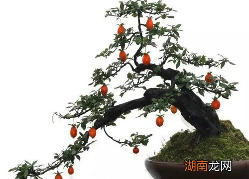 正确的施肥方法 金弹子秋季施什么肥料最好