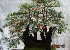 正确的施肥方法 金弹子秋季施什么肥料最好