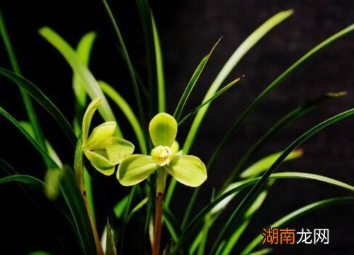 兰花冬天怎么养才能安全过冬