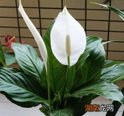 一帆风顺叶片变黑的原因 一帆风顺叶子发黑怎么回事