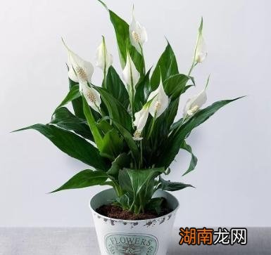 一帆风顺叶片变黑的原因 一帆风顺叶子发黑怎么回事