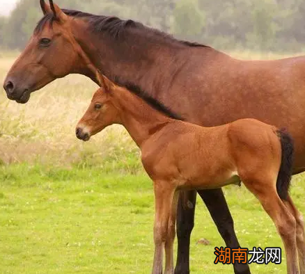 宋朝打不过辽金和蒙古是因为战马吗 宋朝为何不养战马