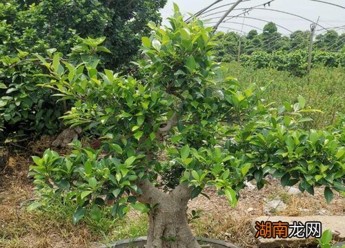 榕树盆栽正确养护方法 榕树怎样养长得更旺盛大叶