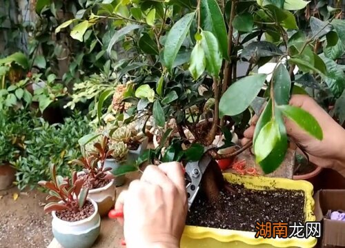 榕树盆栽正确养护方法 榕树怎样养长得更旺盛大叶