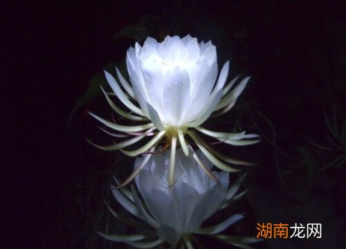 一般需要21天左右 昙花花苞到开花要几天时间