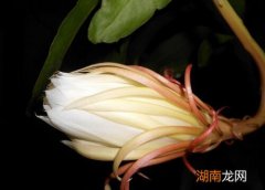 一般需要21天左右 昙花花苞到开花要几天时间