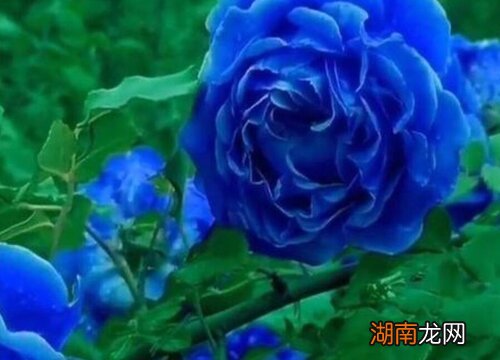 蓝色月季品种名称及图片