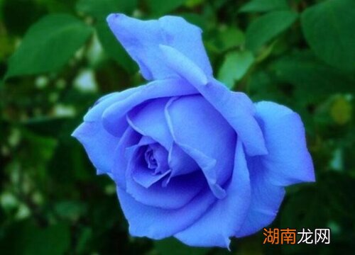 蓝色月季品种名称及图片