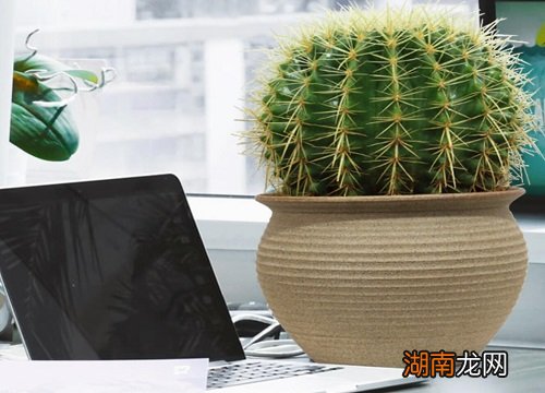 植物仙人球有什么特点 仙人球长什么样子