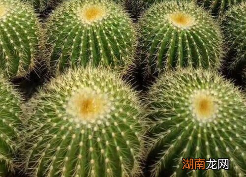 植物仙人球有什么特点 仙人球长什么样子