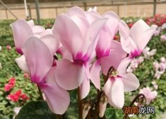 怎么样让仙客来恢复生长 仙客来休眠后怎样催芽