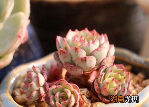 养护多肉植物的光照要求 多肉要不要晒太阳