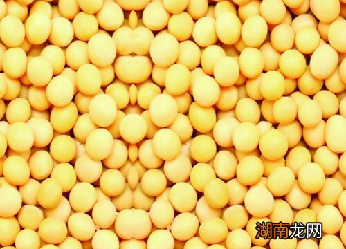 正常是在90-120天不等 黄豆生长周期是多少天左右成熟