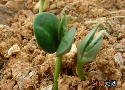 正常是在90-120天不等 黄豆生长周期是多少天左右成熟