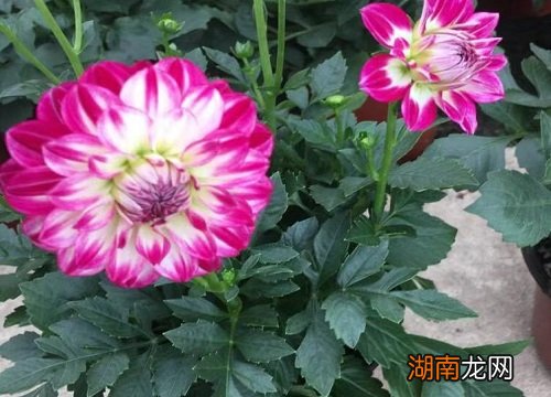 为什么是大丽花 张家口市花是什么花