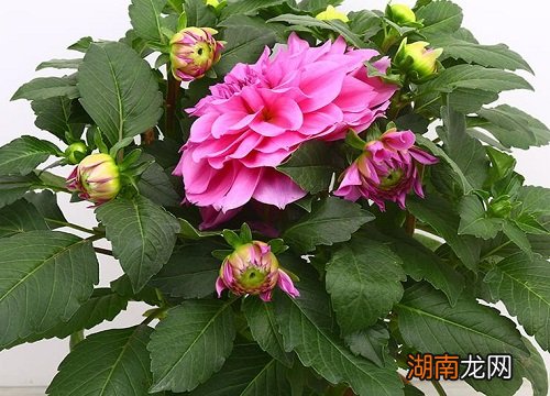 为什么是大丽花 张家口市花是什么花