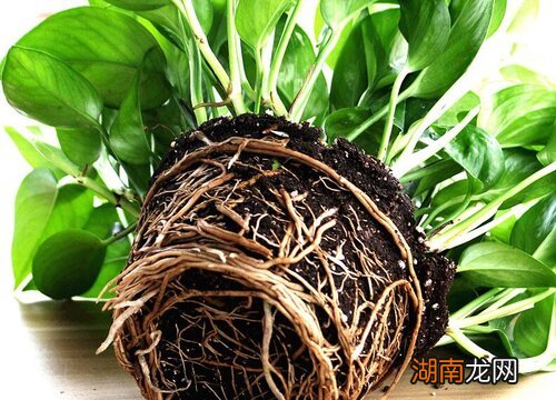 绿萝土养还是水养好一点