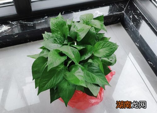 绿萝土养还是水养好一点