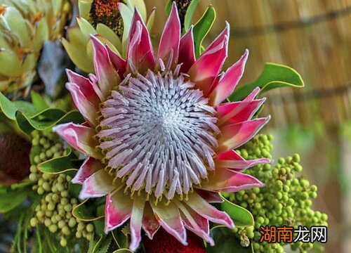 帝王花深受南非人民的爱戴 南非国花是什么花