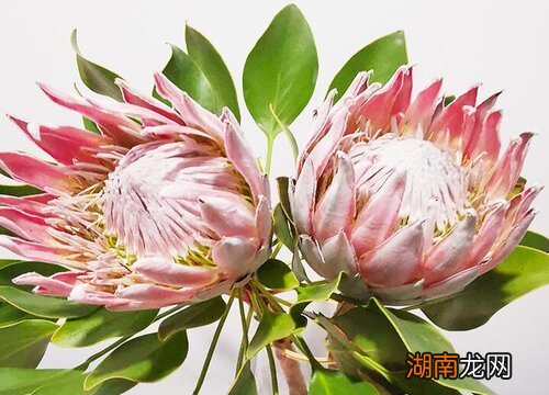 帝王花深受南非人民的爱戴 南非国花是什么花