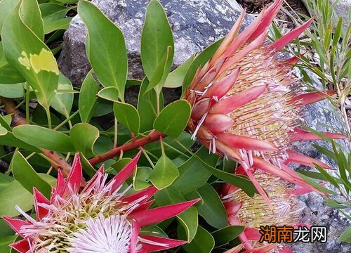 帝王花深受南非人民的爱戴 南非国花是什么花