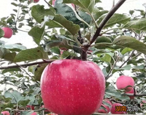 鲁丽苹果成熟早,7月下旬上市 早熟苹果新品种介绍