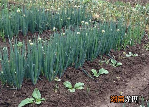 种植大葱正确的方法与步骤要点