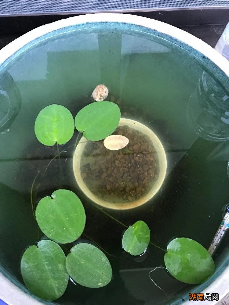 水生植物有哪些名字和图片