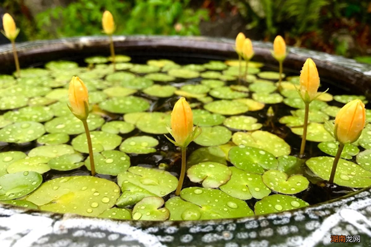 水生植物有哪些名字和图片