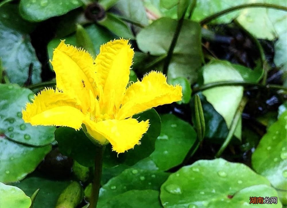 水生植物有哪些名字和图片