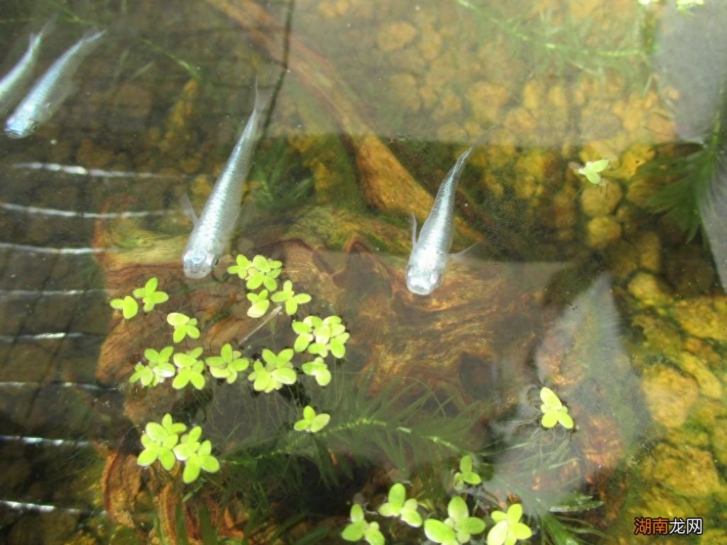 水生植物有哪些名字和图片