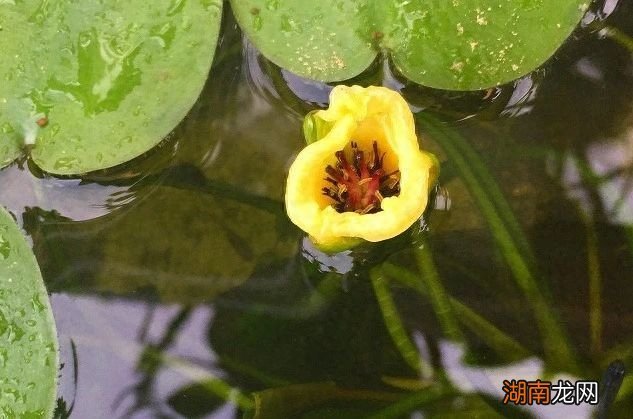 水生植物有哪些名字和图片