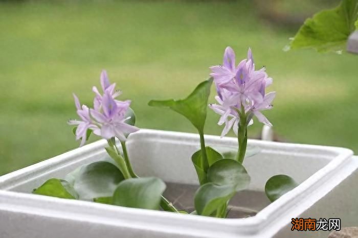 水生植物有哪些名字和图片