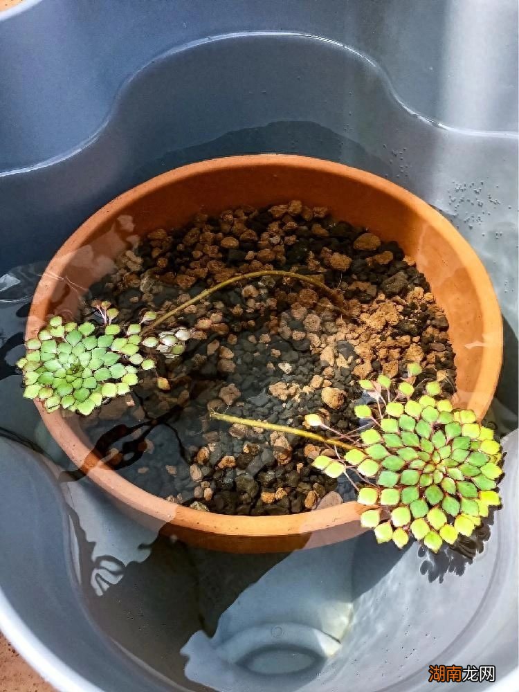 水生植物有哪些名字和图片