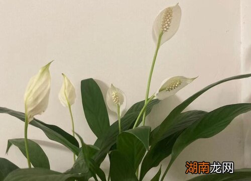 一帆风顺花怎么养多久浇一次水