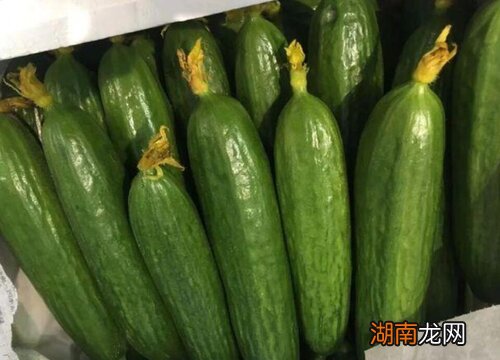 乳瓜是黄瓜的一个特色品种 乳瓜和黄瓜有什么区别