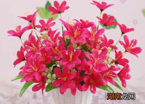 家门口最好不要放的5样东西 一进门看见假花好不好