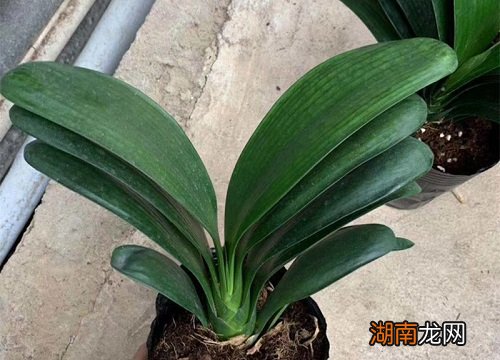 君子兰叶片歪斜严重怎么纠正