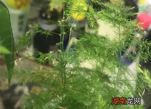 文竹叶片发黄的解决方法 文竹叶子发黄怎么补救