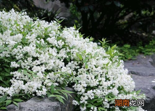 绒花树是吉树还是凶树 绒花树为啥叫鬼树